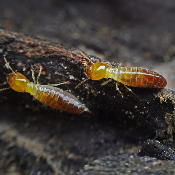 dampwood-termite